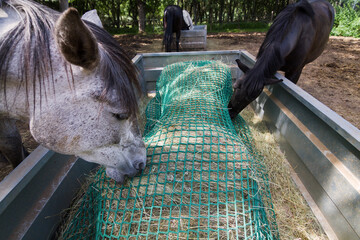 Side view of head of grey horse eating from a slow feeder.