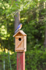 American Bluebird on to of nesting birdhouse