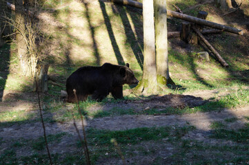 Obraz na płótnie Canvas Braunbär Ursus arctos im Wildpark schwarze Berge