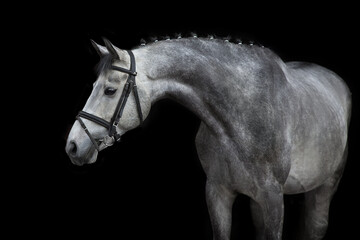 Fototapeta na wymiar White Horse portrait in bridle on black background