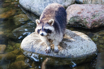 Waschbären im Wildpark Schwarze Berge