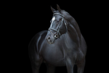 Fototapeta na wymiar Horse portrait in bridle on black background