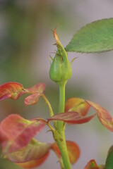 bud of a rose