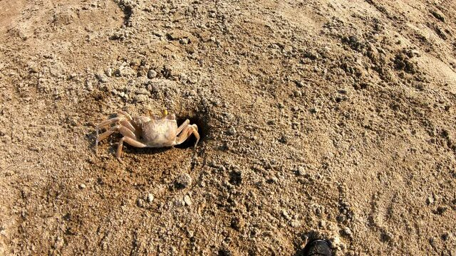 Tiny cute crab on sandy seaside digging mink or burrow. Small sea animal walking on seashore and dig hole in sand on beach. Wile nature behaviour. Closeup view. No people. Exotic nature near ocean.