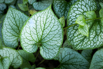 Heartleaf brunnera (binomial name: Brunnera macrophylla), also known as Siberian bugloss, in a...