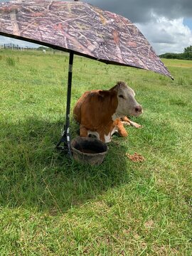 Sick Cow On The Farm Resting In Shade