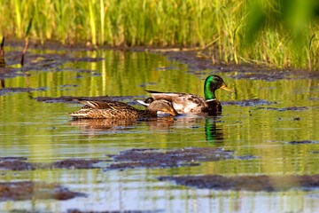 Duck. Mallard on the small lake.
