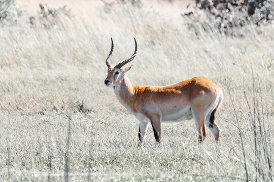 antelope lechwe (Kobus leche), or southern lechwe, Moremi game reserve, Okavango delta, Botswana, Africa safari wildlife and wilderness