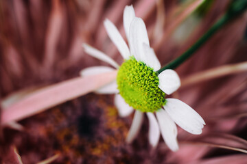 macro of a daisy