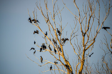 Cormorant in Danube Delta, Romania