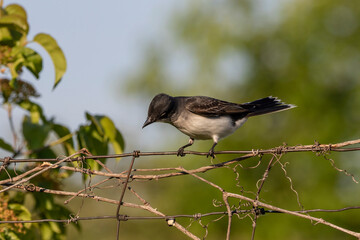  Eastern kingbird  is a large tyrant flycatcher native to North America. 