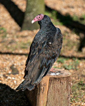 Turkey Vulture bird stock photo. Turkey Vulture close up image, perched in profile and exposing its red head, beak, eye and black plumage with a blur background in its environment and surrounding. 