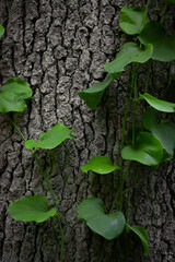 Macro texture of tree bark and leaves