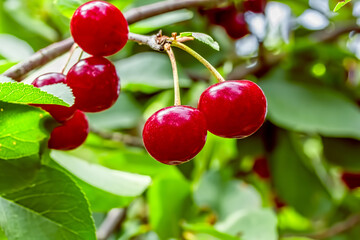 Red ripe cherries on a branch in the garden, macro