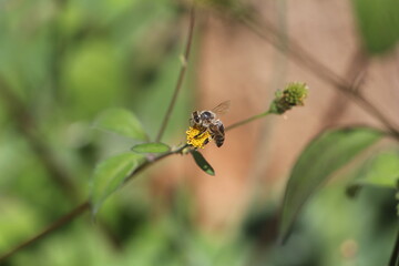 collecting pollen