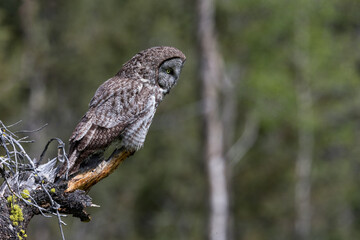 Great Gray Owl Perched