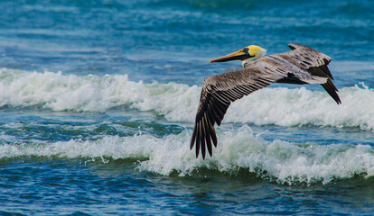 pelican in flight