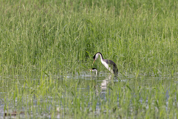 western grebe mating