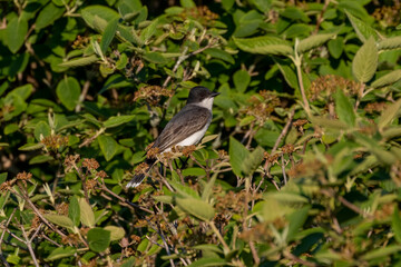  Eastern kingbird  is a large tyrant flycatcher native to North America. 