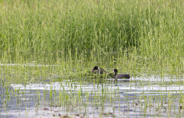 american coot nest