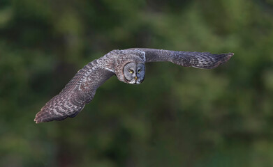 Flying Great Gray Owl