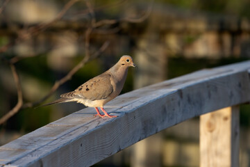 The mourning dove. The bird is also known as the American mourning dove or the rain dove, Carolina pigeon or Carolina turtledove.
