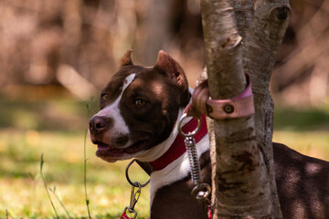 Portrait of a pit bull