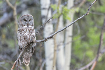 Great Gray Owl Perched