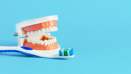 Fototapeta na wymiar Model of teeth and toothbrush on blue background. Dental care concept.