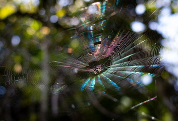 spider on colorful web