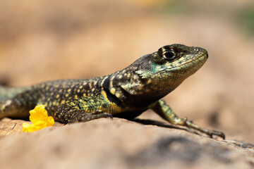 lizard on the log
