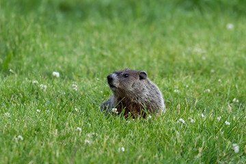 The groundhog , also known as a woodchuck in conservation area in Wisconsin.
