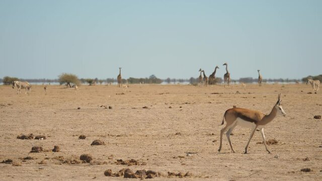 Panoramic shot of solitary springbok on dry African landscape with desert mirage shimmering in background. Nxai Pan Botswana.
