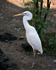 White Heron bird Stock Photos. Picture. Portrait. Photo. Image.  White Heron bird close-up profile view with foliage background.