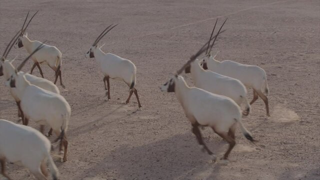 Oryxes or Arabian antelopes in the Desert Conservation Reserve near Dubai desert. Drone shoot side angle parallax tracking and chasing animals in the desert