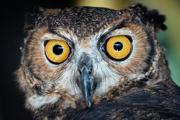 owl portrait
