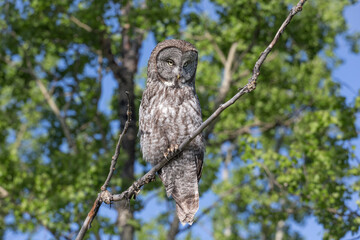Great Gray Owl Perched