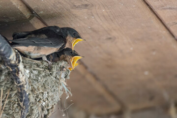 barn swallow nest