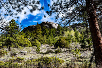 tree in the mountains