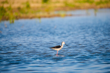 black headed gull