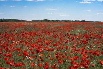 Red poppy flowers meadow. Red field with blue sky. Sunny day in Poland, West Pomerania, Szczecin, Przecław