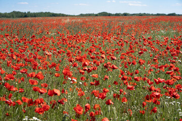 Red poppy flowers meadow. Red field. Sunny day in Poland, West Pomerania, Szczecin, Przecław
