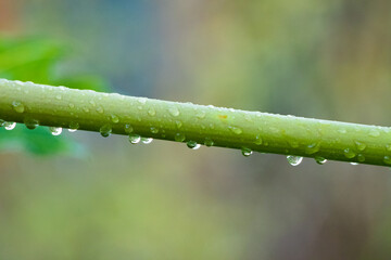 drops of dew on a plant