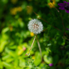 Ruddy Dandelion