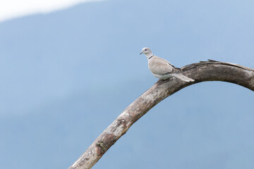 eurasian collared dove