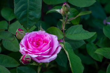 Englische Rose in Lila mit dunkelgrünem Blatt Textfrei niemand