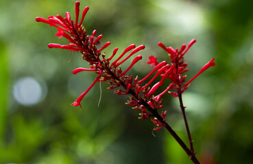 close up of red flower