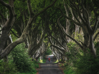 Forest and road in ireland. Travel and adventure. Landscape with alley trees. Dark Hedges, Ireland - image