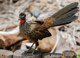 Jacu - brazilian brid