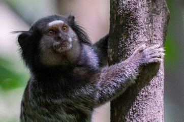 monkey climbing a tree - mico-estrela